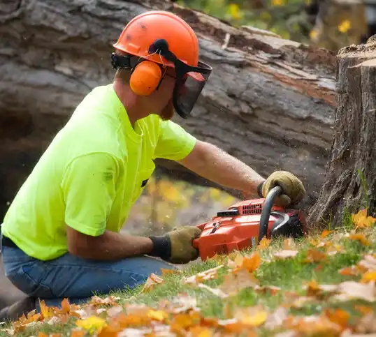 tree services Bruce